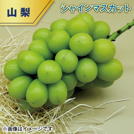 シャインマスカット 1.2kg（2～3房）