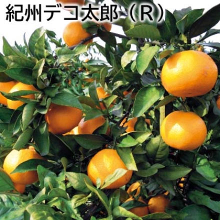 紀州デコ太郎（Ｒ） 4.5kg（18～20個）