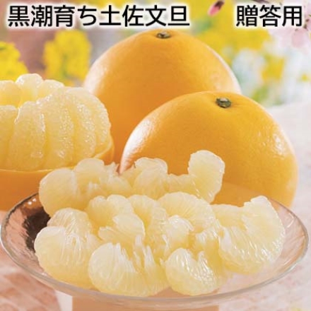 黒潮育ち土佐文旦 贈答用 3kg（2L～4L混：5～6個）、バード皮むき1個付