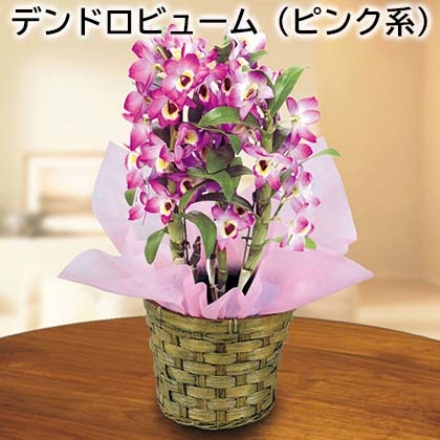 デンドロビューム（ピンク系） サイズ(約)＝高さ30cm 鉢／直径12cm(4号鉢) バスケット／直径14×高さ12cm