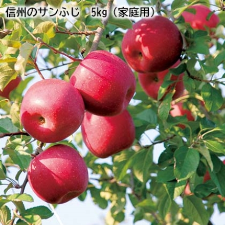 信州のサンふじ 5ｋｇ（家庭用）