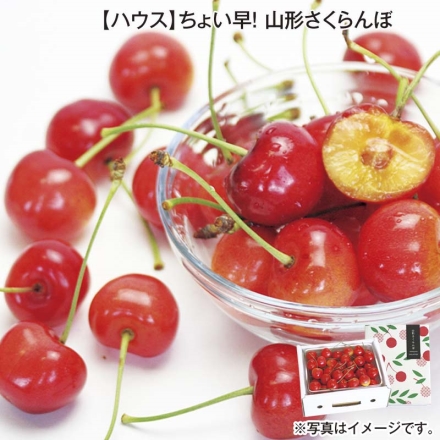 ハウス ちょい早！山形さくらんぼ 500ｇ（L～2L混、秀：バラ詰） 送料込み