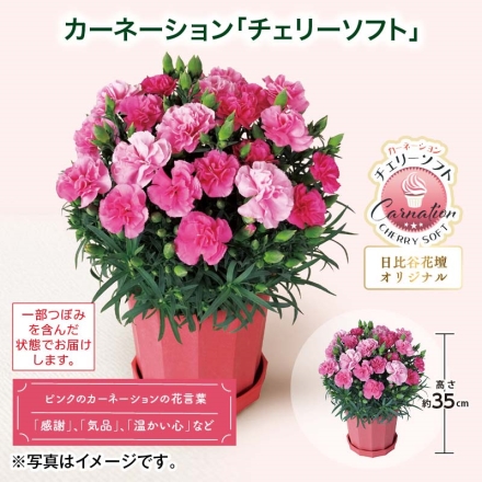 カーネーション「 チェリーソフト 」 サイズ（約）＝高さ35cm 鉢／直径15cm（5号鉢） 母の日 送料込み