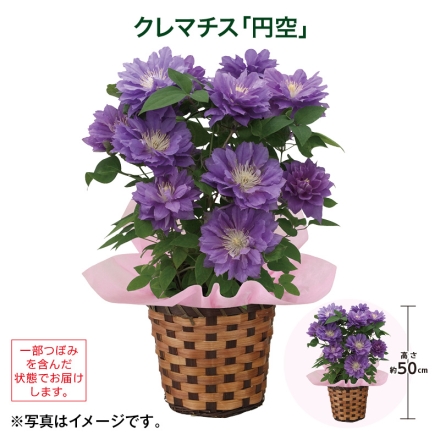 クレマチス「 円空 」 サイズ（約）＝高さ50cm 鉢／直径15cm（5号鉢） 母の日 送料込み