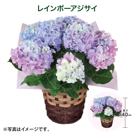 レインボーアジサイ サイズ（約）＝高さ40cm 鉢／直径15cm（5号鉢） 母の日 送料込み