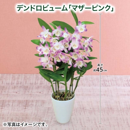 デンドロビューム「 マザーピンク 」 サイズ（約）＝高さ45cm 鉢／直径12cm（4号鉢） 母の日 送料込み