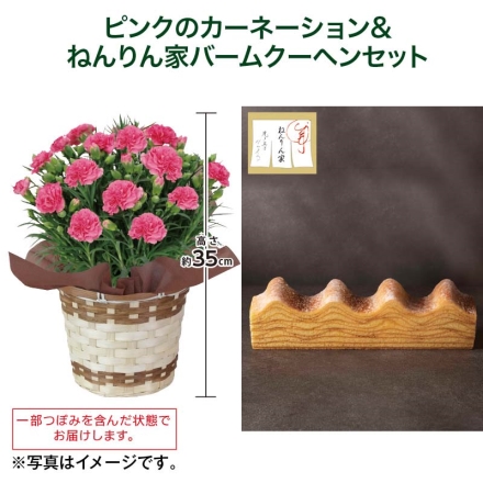 ピンクのカーネーション＋ねんりん家バームクーヘンセット ピンクのカーネーション［サイズ（約）＝高さ35cm 鉢／直径15cm（5号鉢） 母の日 送料込み