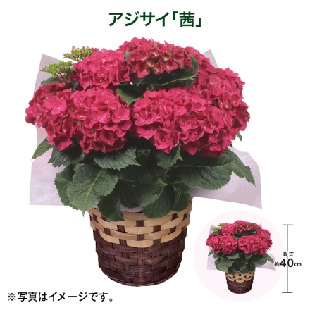 アジサイ「 茜 」 サイズ（約）＝高さ40cm 鉢／直径15cm（5号鉢） 母の日 送料込み