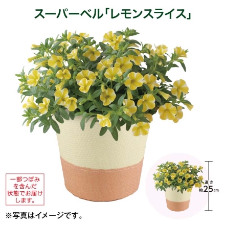 スーパーベル「 レモンスライス 」 サイズ（約）＝高さ25cm 鉢／直径15cm（5号鉢） 母の日 送料込み