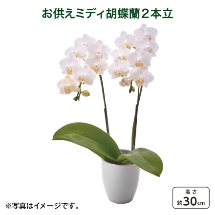 お供えミディ胡蝶蘭2本立 母の日 送料込み