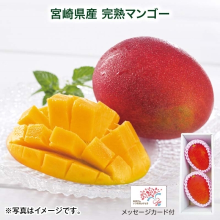 宮崎県産 完熟マンゴー 600g（2個） 母の日 送料込み