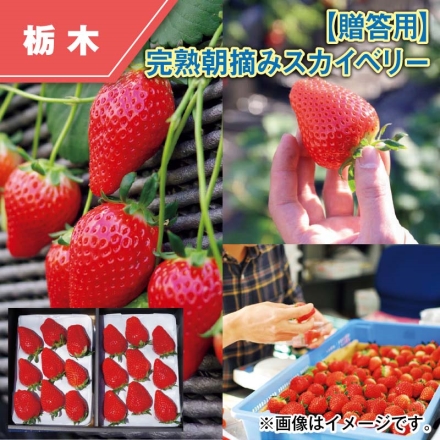 贈答用 完熟朝摘みスカイベリー 420g×2