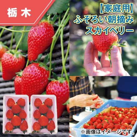 家庭用 ふぞろい朝摘みスカイベリー 290g×2