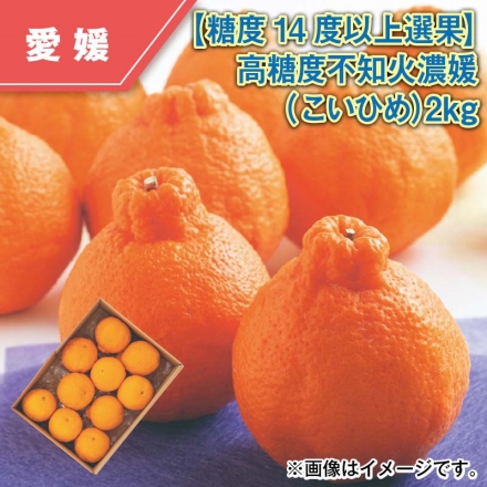 糖度14度以上選果 高糖度不知火濃媛（こいひめ）2ｋｇ