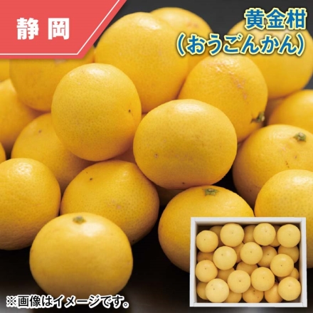 黄金柑（おうごんかん） 2kg（20～40個）