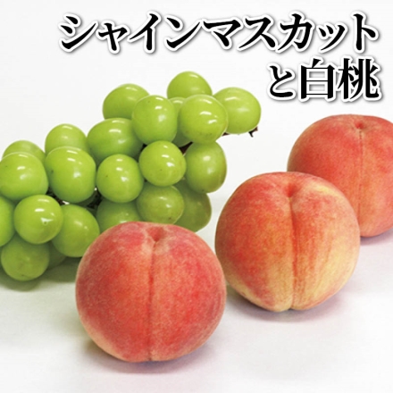 シャインマスカットと白桃 シャインマスカット500ｇ（1房）、白桃4個