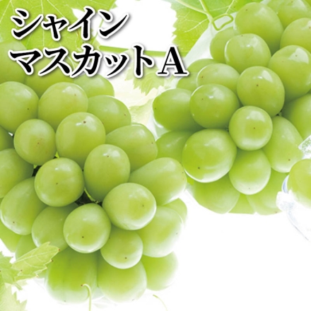 シャインマスカット Ａ 500ｇ（1房）