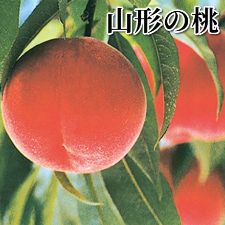 山形の桃 3ｋｇ（7～11個）