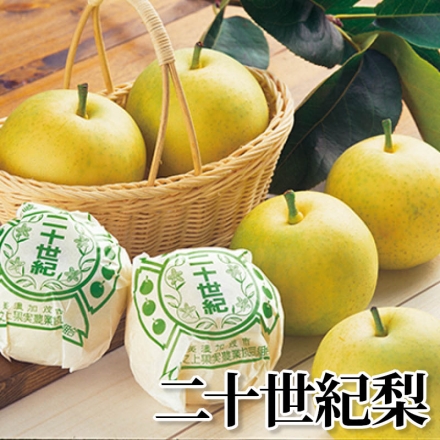 二十世紀梨 2.5kg(5～9個)