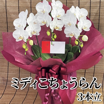 ミディこちょうらん 3本立 白色3本立、ラッピング・リボン付 サイズ(約)＝高さ55cm 鉢／直径20cm(6号鉢)