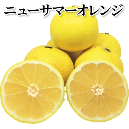 ニューサマーオレンジ 2.5kg(S～2L)