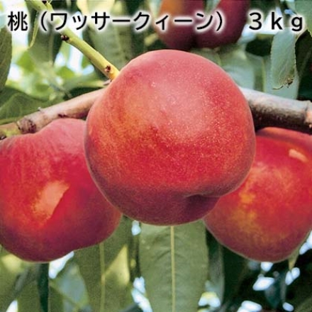 桃（ワッサークィーン） 3ｋｇ