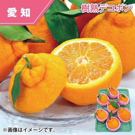 樹熟デコポン 1.7kg（5～9個）