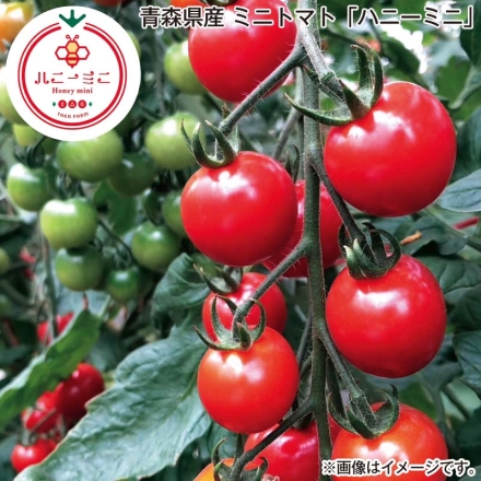 青森県産 ミニトマト「 ハニーミニ 」 1kg