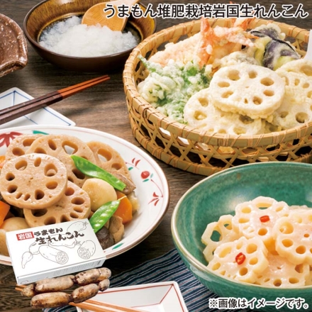 お歳暮のし付き うまもん堆肥栽培岩国生れんこん 2kg