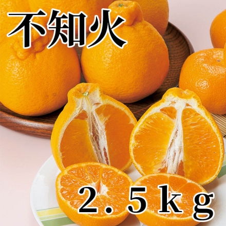 不知火 2.5ｋｇ