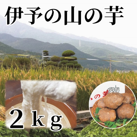 伊予の山の芋 2ｋｇ