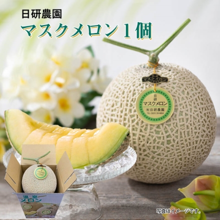 お中元のし付き マスクメロン1個 御中元 夏ギフト ギフト 贈答