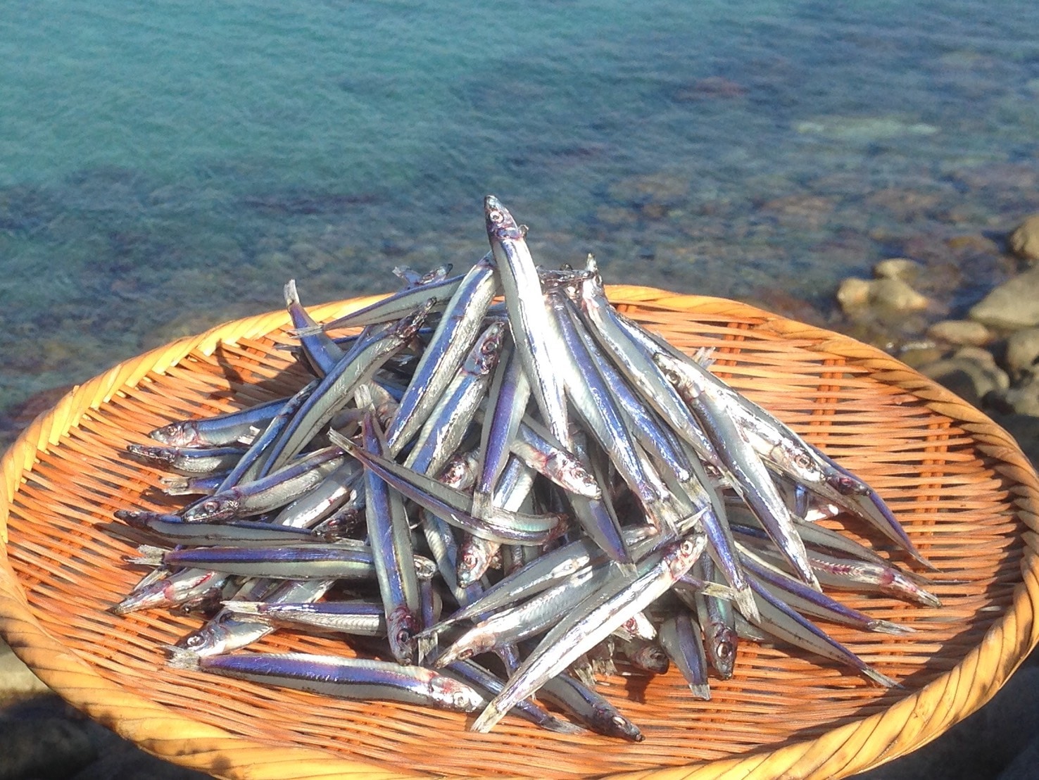 甑島きびなご天日干し1ｋｇ（500ｇ×2袋）