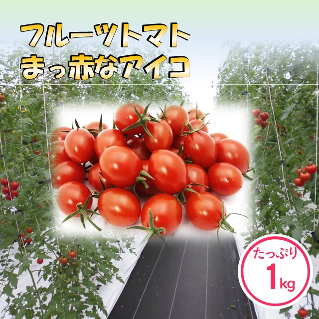 おいしさギュッと濃縮！フルーツとまと 《まっ赤なアイコ》 たっぷり1kg