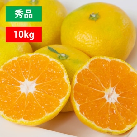 極早生秀品10kg