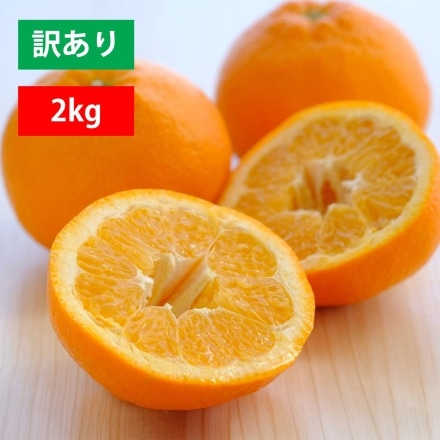 訳あり 愛媛産 いよかん 2kg