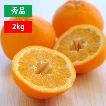 愛媛産 いよかん 秀品 2kg