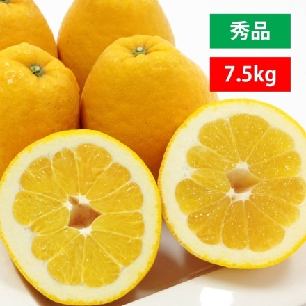愛媛産 河内晩柑 秀品 7.5kg