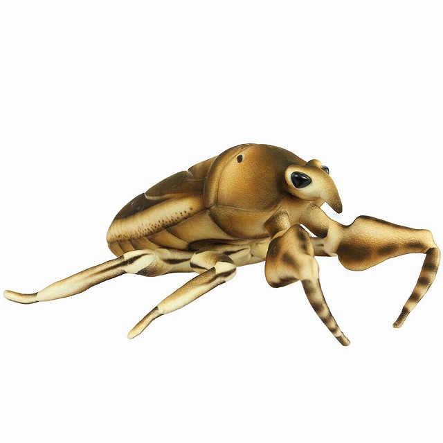 ハンサ タガメ W24×H12×D42cm