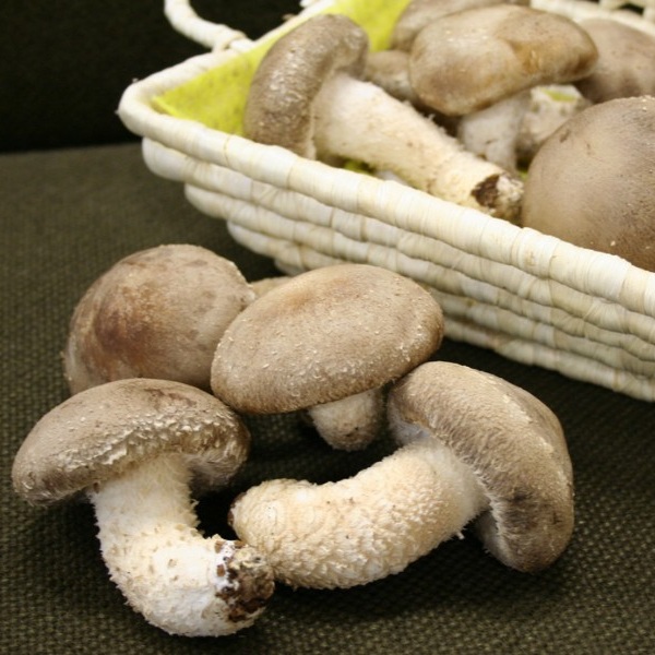 菌床生しいたけ Lサイズ 8玉×2P