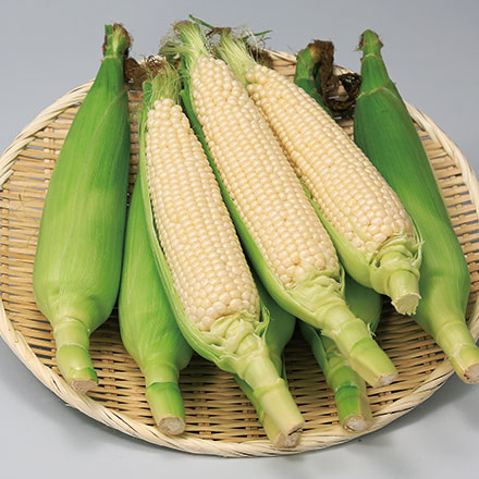 【予約商品】北海道とうきび 南幌産 ピュアホワイト 8本（発送期間：8/22(金)頃～9月下旬）