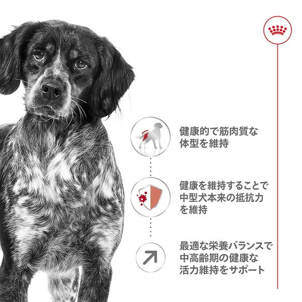 ロイヤルカナン ミディアム アダルト 7+（中型犬専用フード 中高齢犬用） 4kg