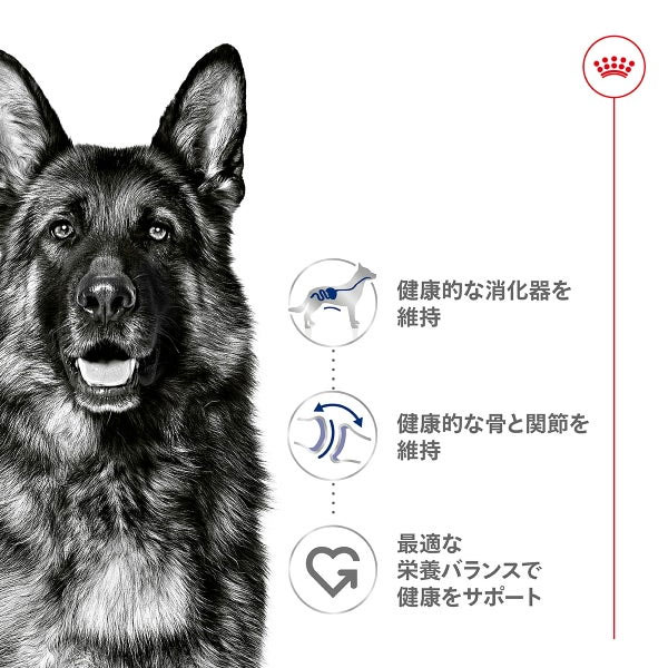ロイヤルカナン マキシ アダルト（大型犬専用フード 成犬用） 15kg