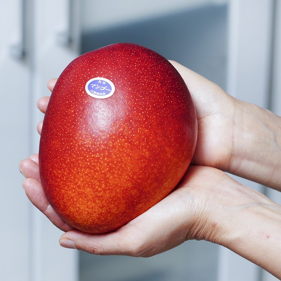 特大4Lサイズ みやざき完熟マンゴー 1玉 500-649g 化粧箱 ※常温