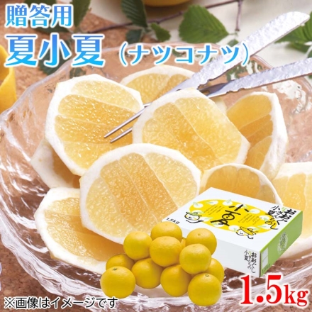 贈答用 夏小夏（ナツコナツ）1.5ｋｇ 送料込み