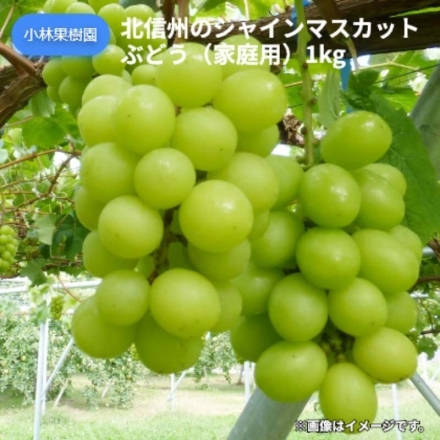 北信州のシャインマスカットぶどう（家庭用）1ｋｇ 送料込み