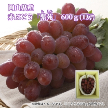岡山県産 赤ぶどう「 紫苑 」600ｇ（1房） 送料込み
