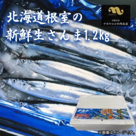北海道根室産の新鮮生さんま1.2ｋｇ 送料込み