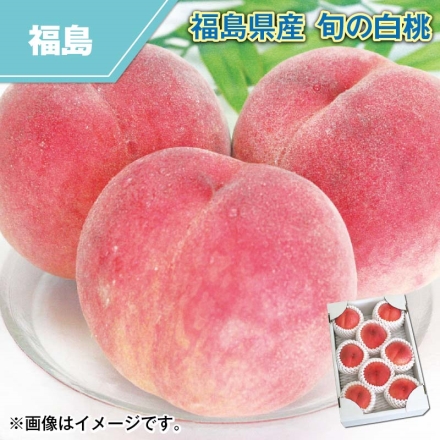 福島県産 旬の白桃 1.6kg（秀：5～10個）