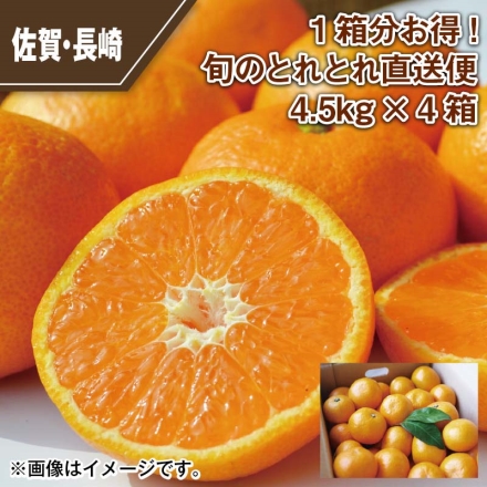 1箱分お得！旬のとれとれ直送便 4.5ｋｇ×4箱